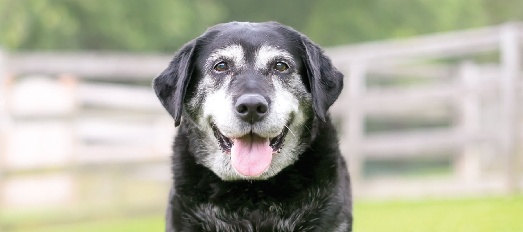 Tips to help old dogs