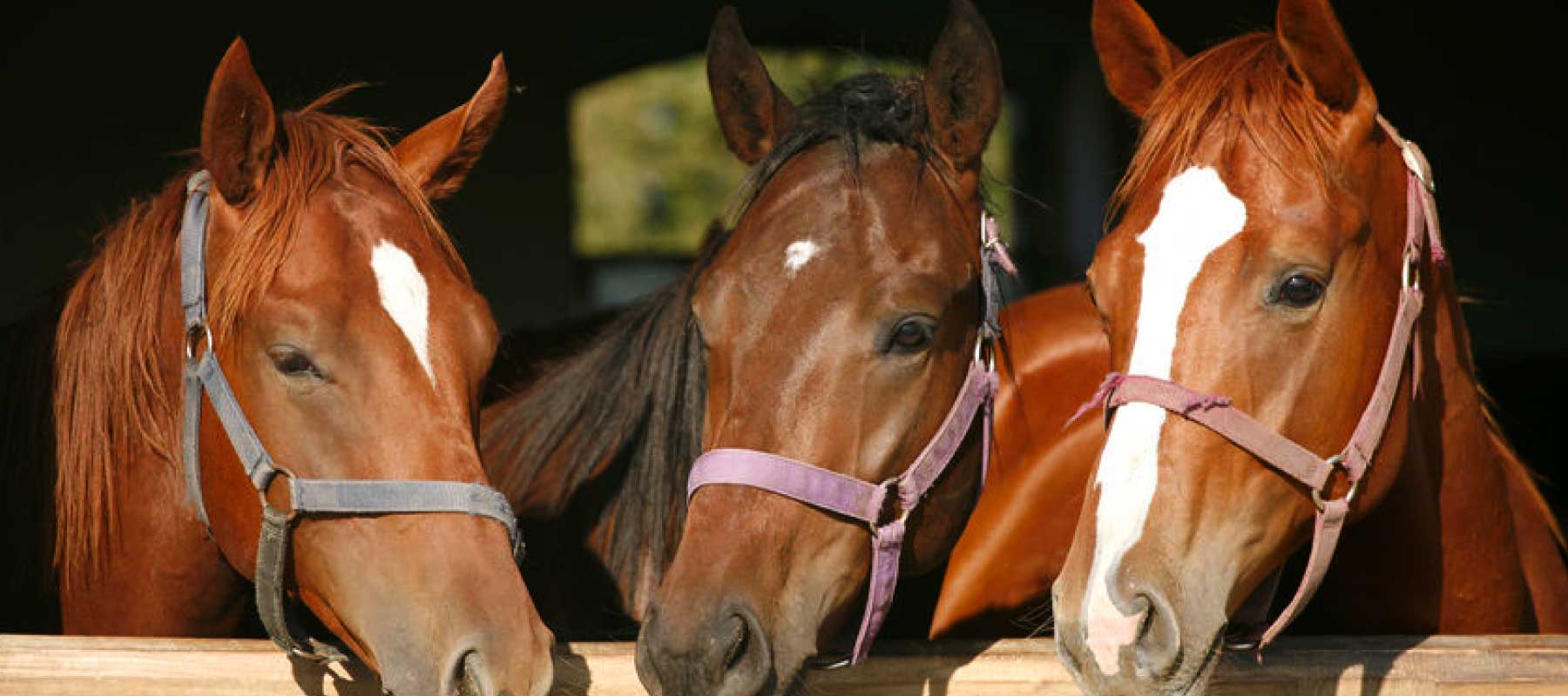 Image of three horses looking out a barn door