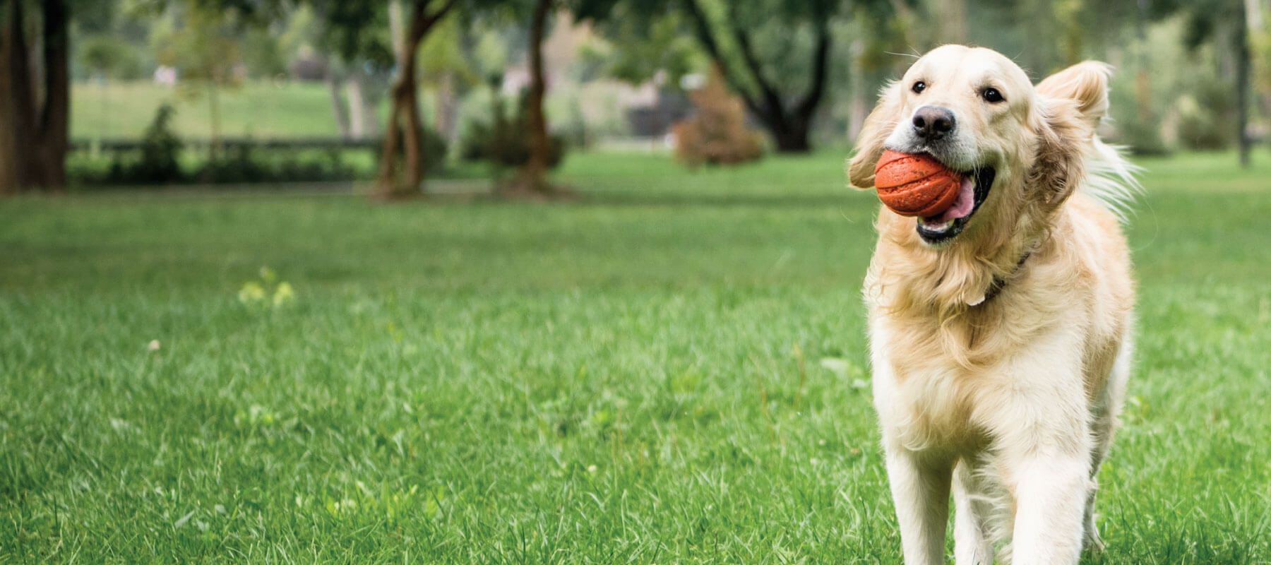 Blog posts Unleashing the Benefits of CBDA for Dogs