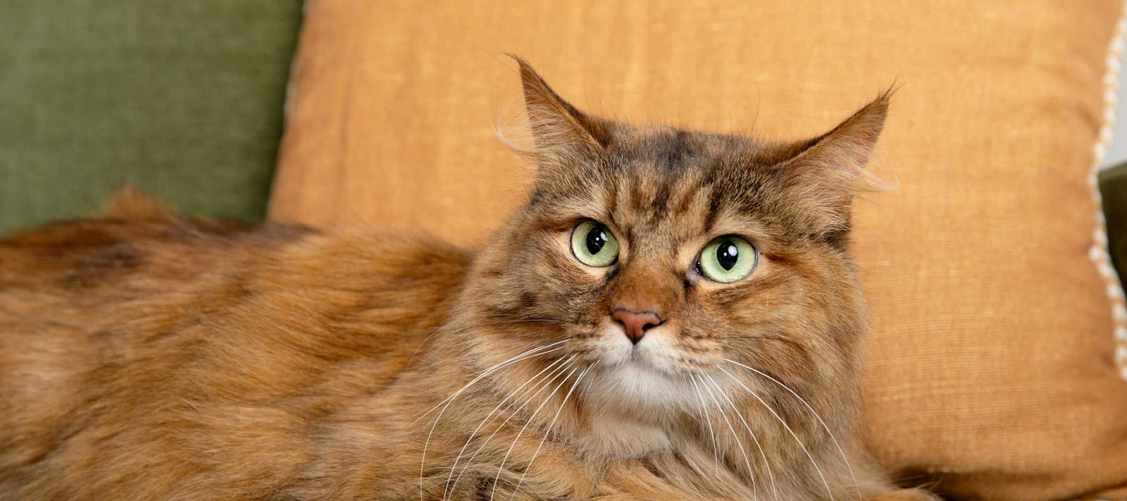 Cat laying down on a green couch - CBD safety tips for cats