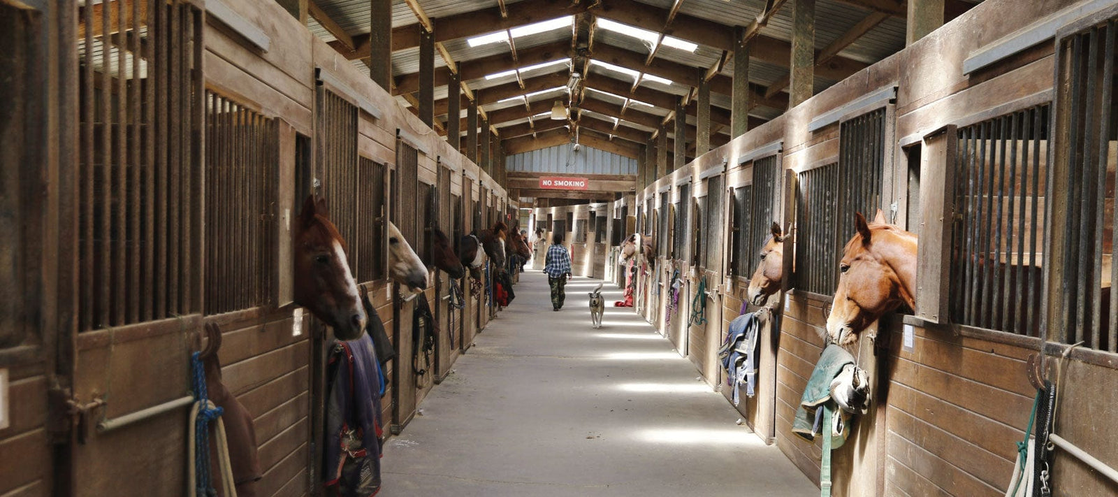 Horses peeking out from barn stalls, representing equine wellness and care