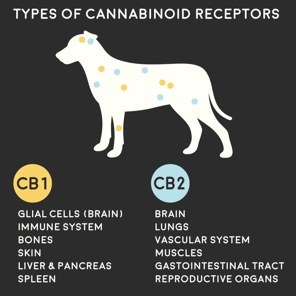Types of Cannabinoid Receptors In Dogs