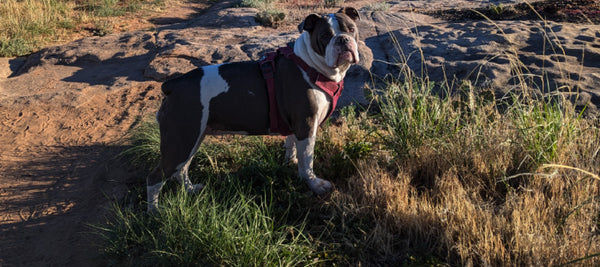 Picture of Transforming Canine Mobility: My Experience with VetCS Joint Chewables