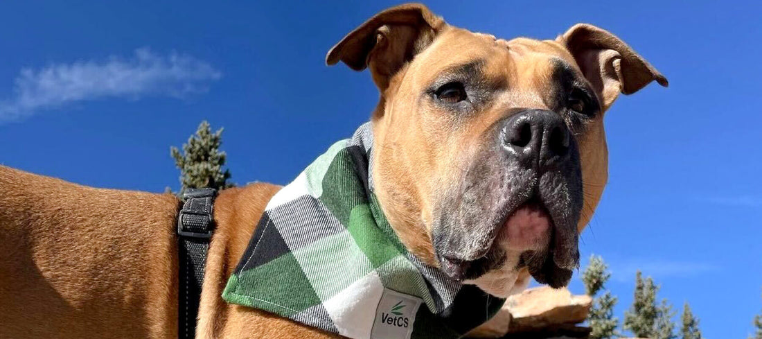 image of dog wearing a VetCS bandanna outside 
