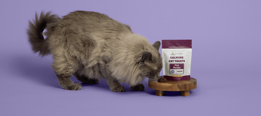 Grey cat smelling cat food with a bag of VetCS Cat Treats next to it. 