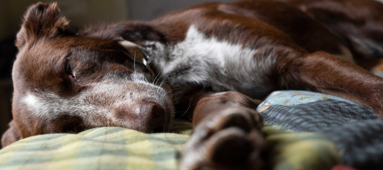  Epilepsy and Seizures In Dogs blog by vetcs