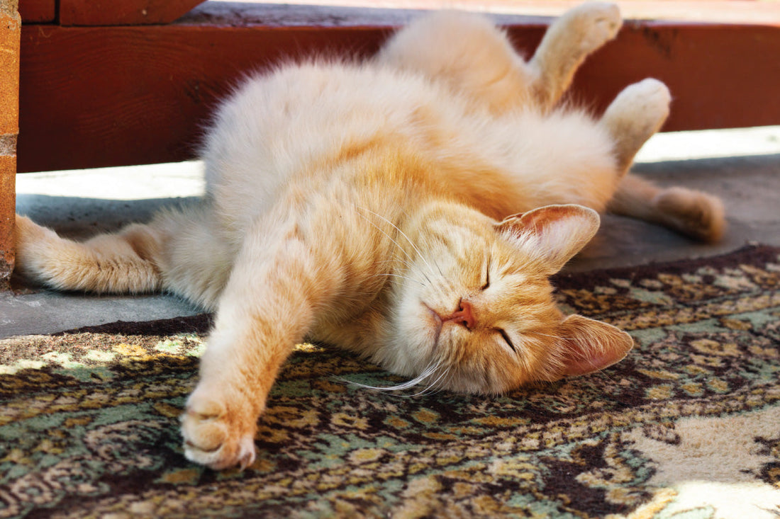 Orange cat rolling on a rug next to a door
