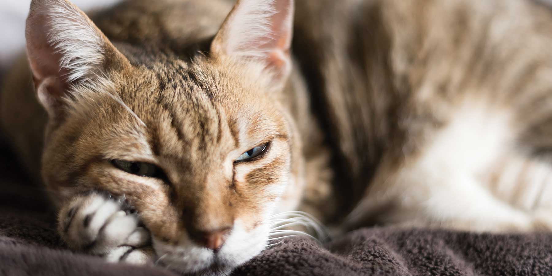 How to care for a senior cat VetCS blog 