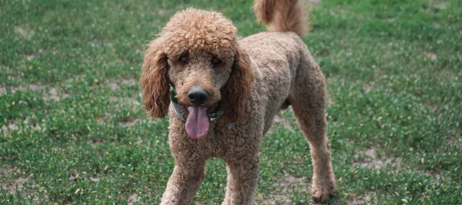 VetCS Blog how to choose the right CBD for you dog