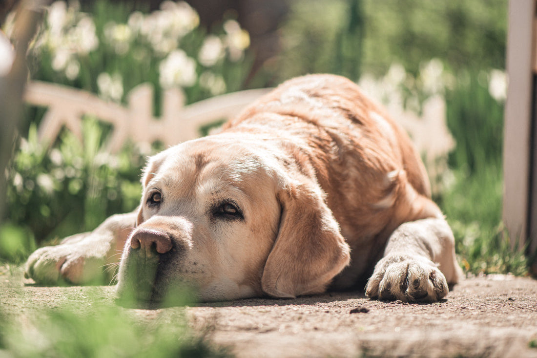 Senior Labrador Retriever resting comfortably outdoors