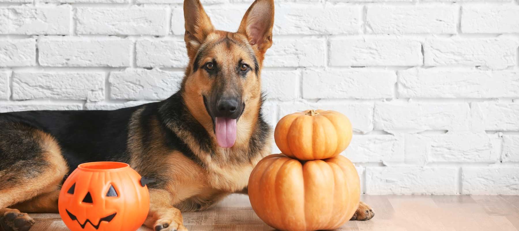 6 tips to keep your dog calm on Halloween night 