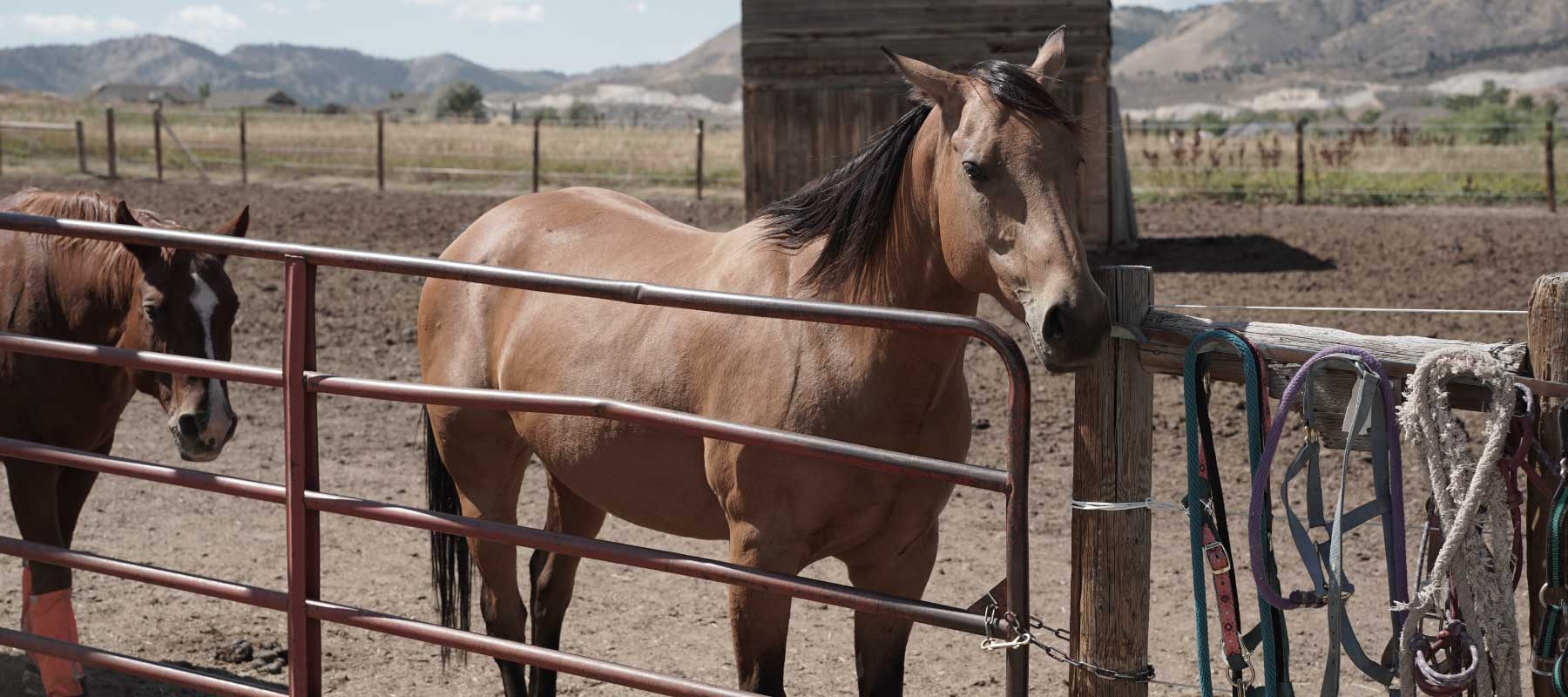 Calming horse supplements 