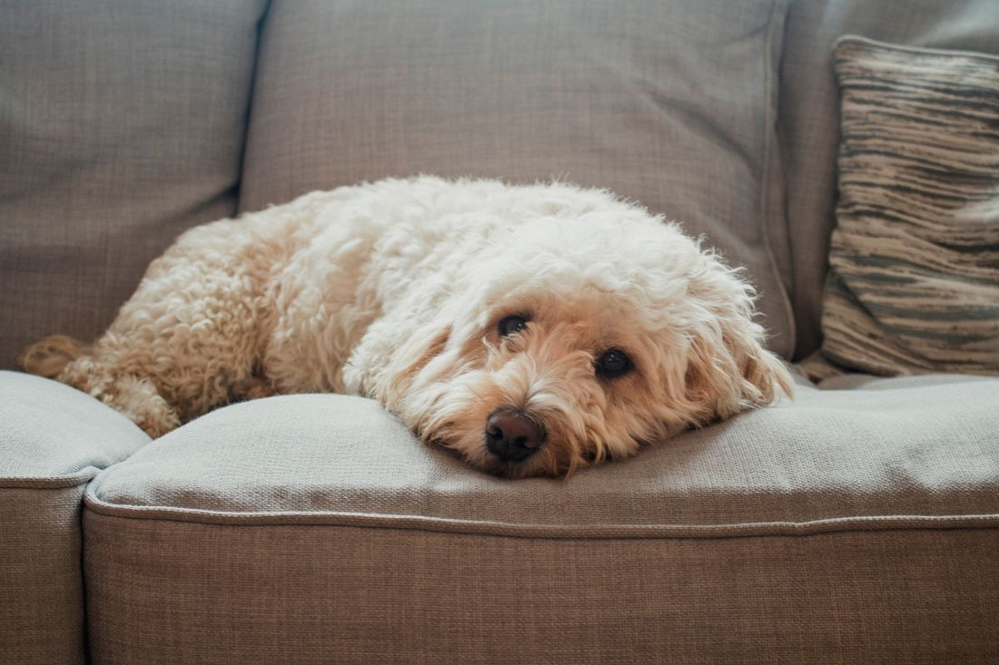 Bringing a Rescue Dog Home: How to Help Your New Dog Feel Safe and Comfortable