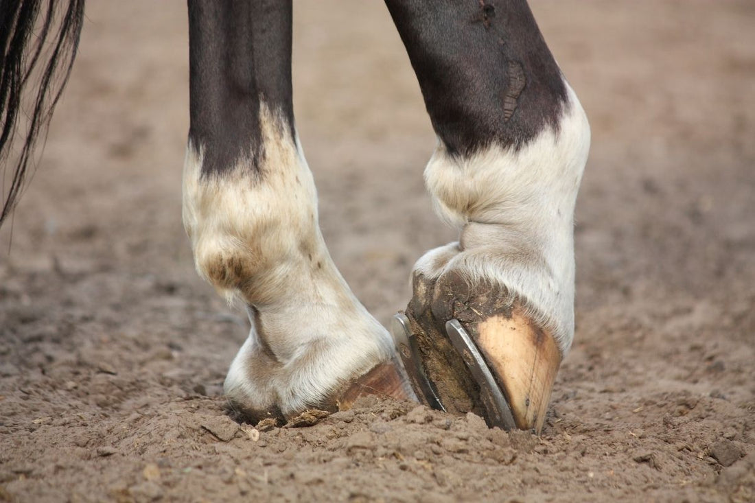 The Importance of Hoof Care for Horses: A Guide to Healthy Hooves