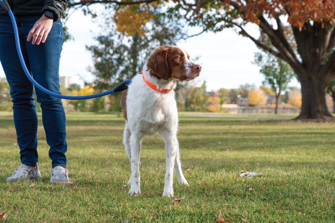 brown and white dog standing with a leash in a park