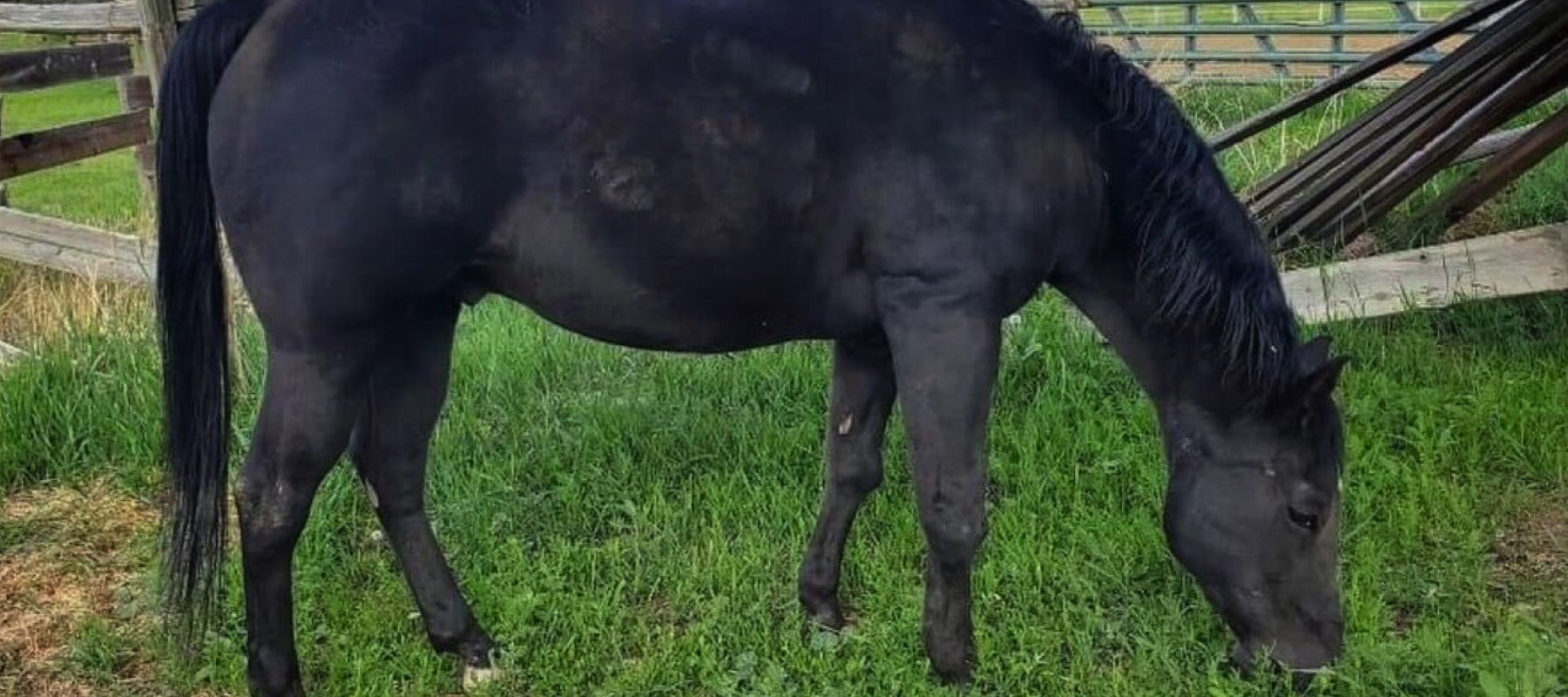 Black senior horse standing in a pasture