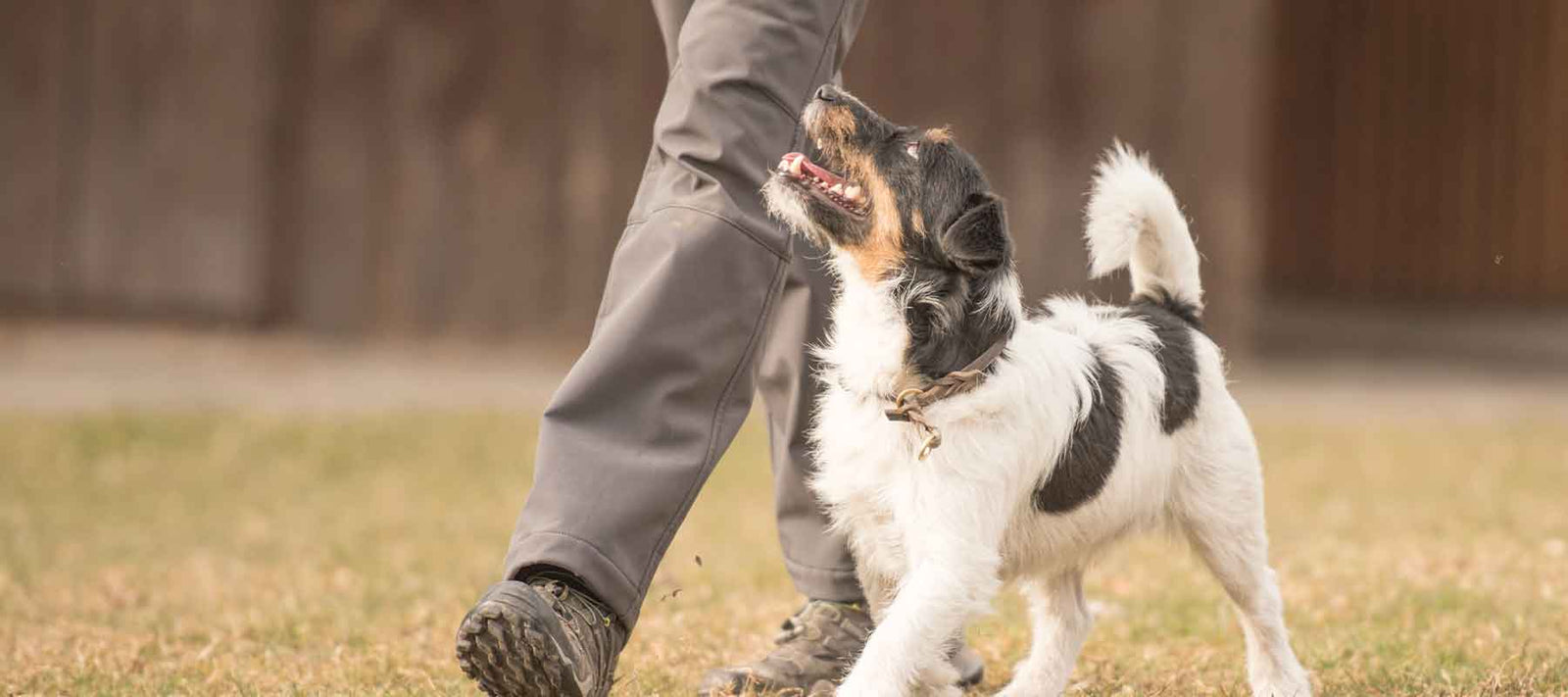 What dose of CBD oil do I use for my dog VetCS blog post 