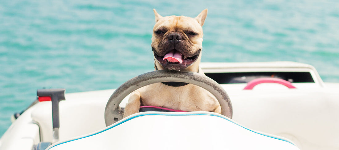 dog sitting on a boat looking like it's driving