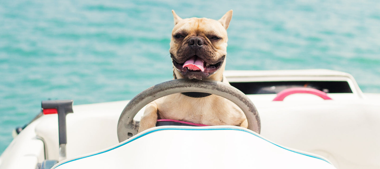 dog sitting on a boat looking like it's driving
