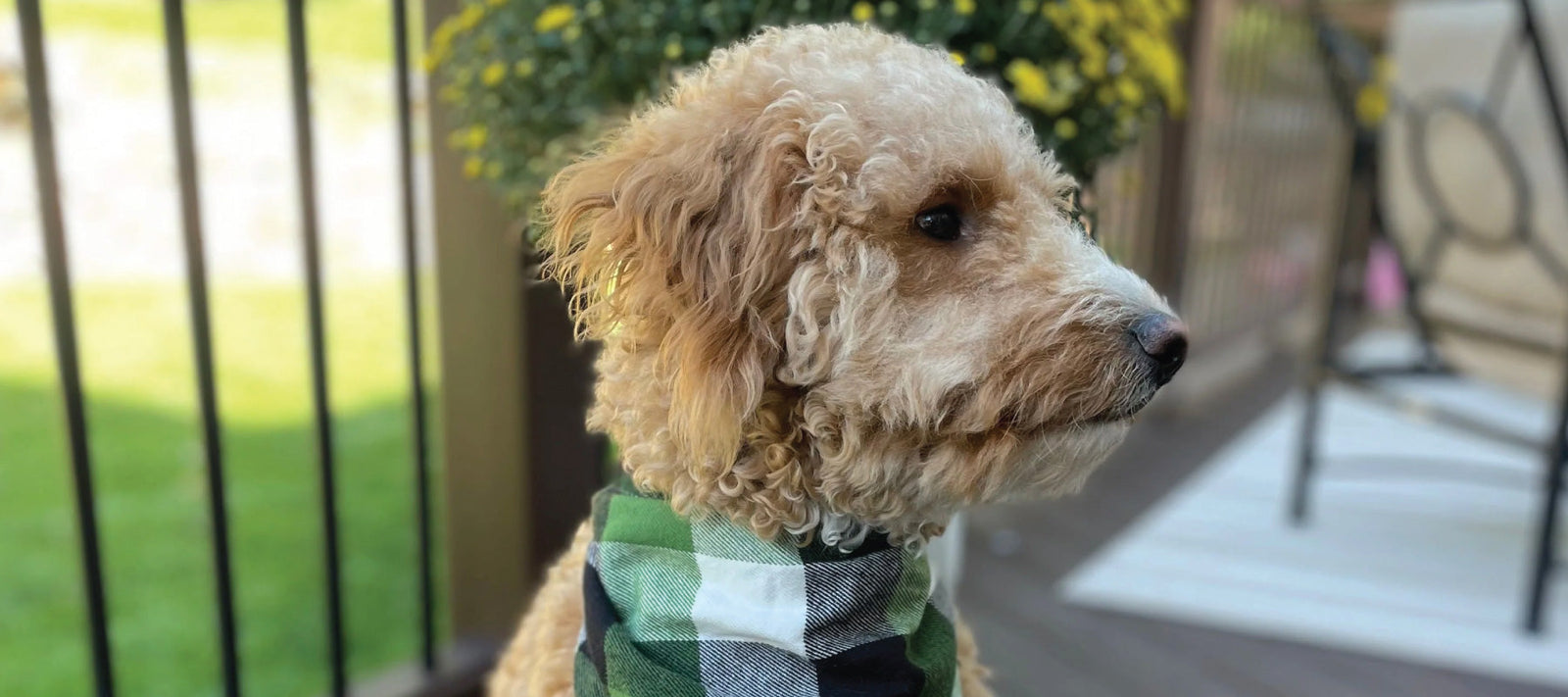 Dog sitting on porch