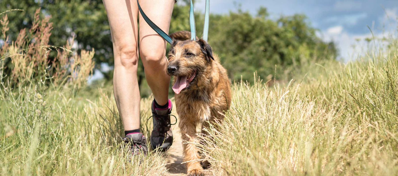 Tips and tricks for training your dog