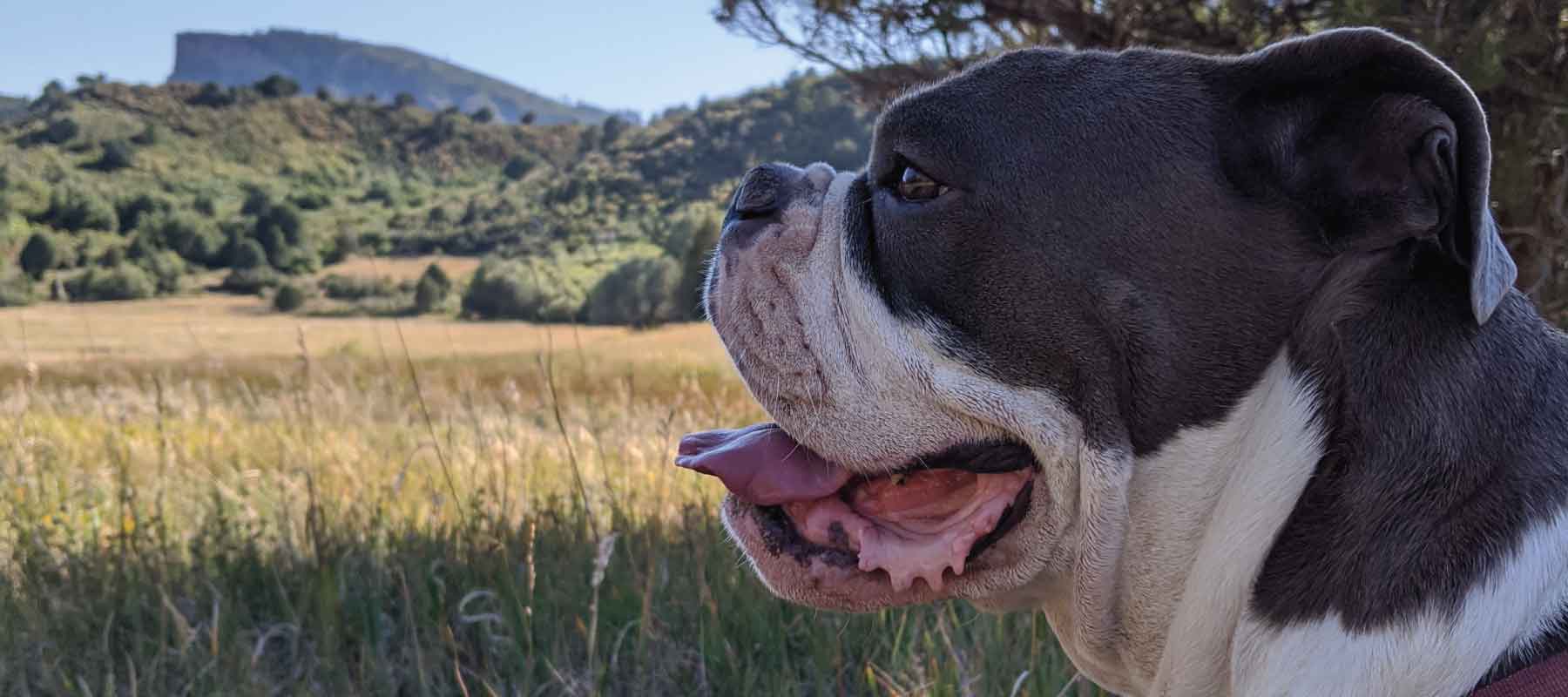 Image of dog in a meadow hiking  