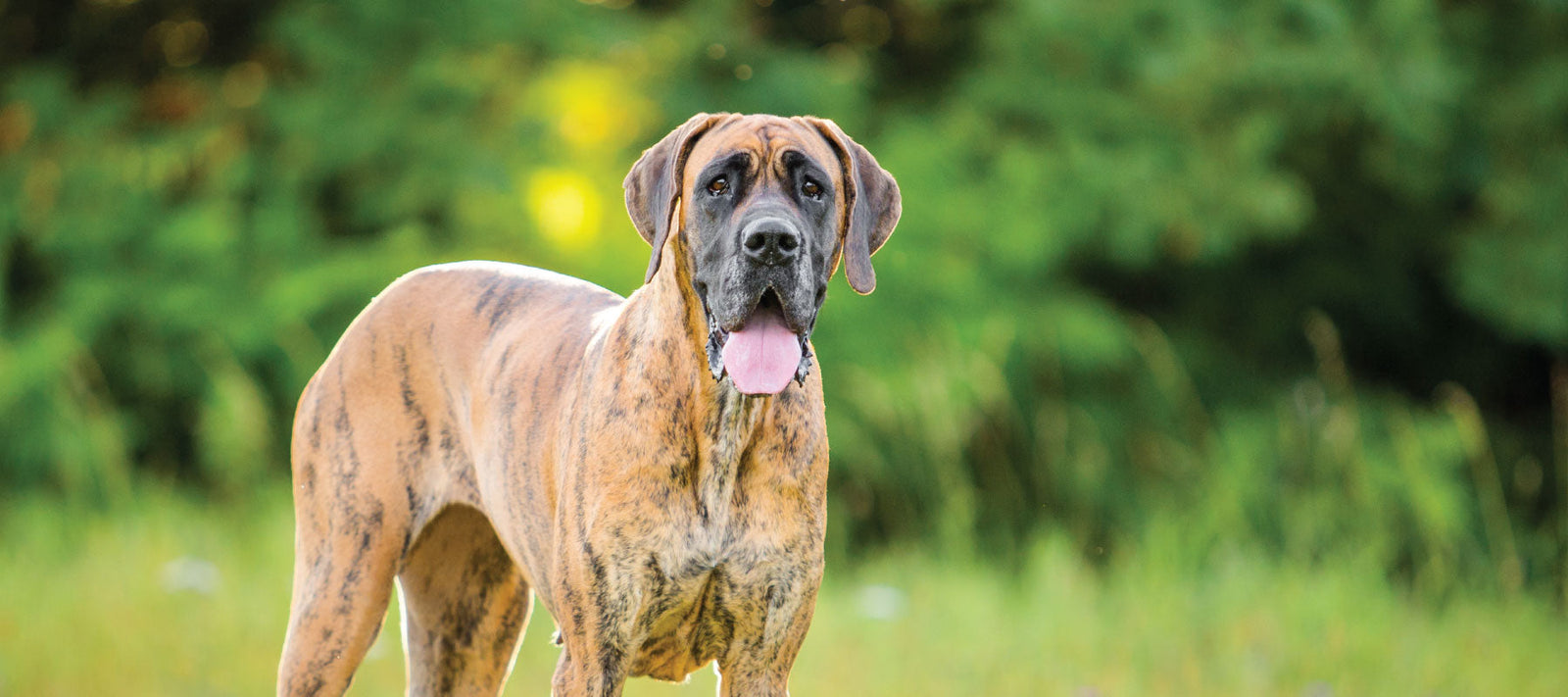 Great Dane with joint issues receiving natural care for hip dysplasia
