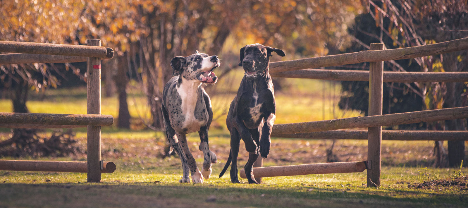 Two greyhounds running though an open gate looking happy. 