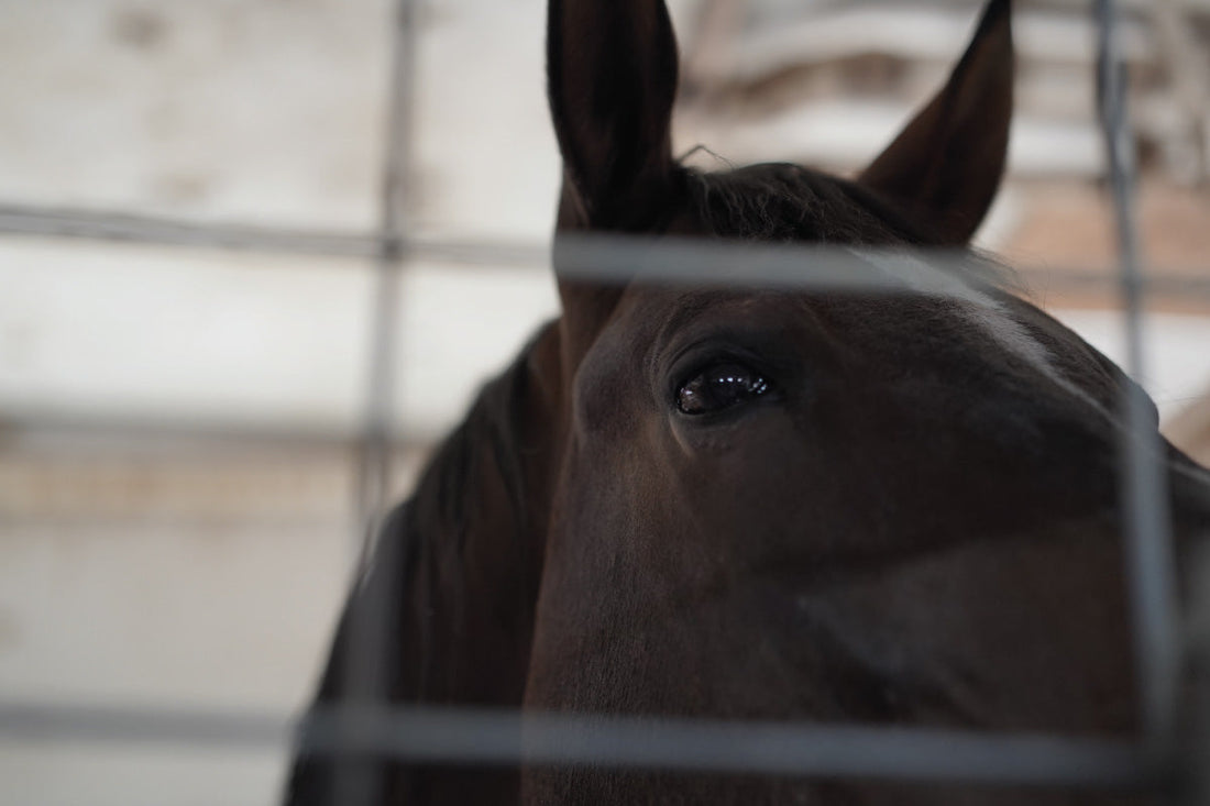 Brown horse looking through a stall