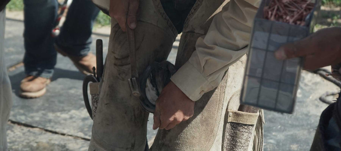 How to train your horse to stand for the farrier VetCS Blog