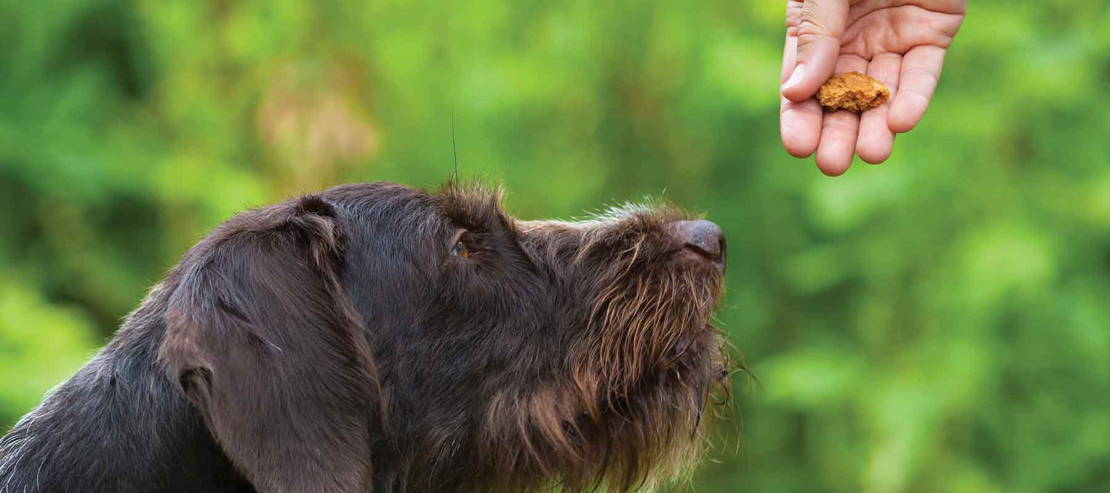 person giving dog a treat 