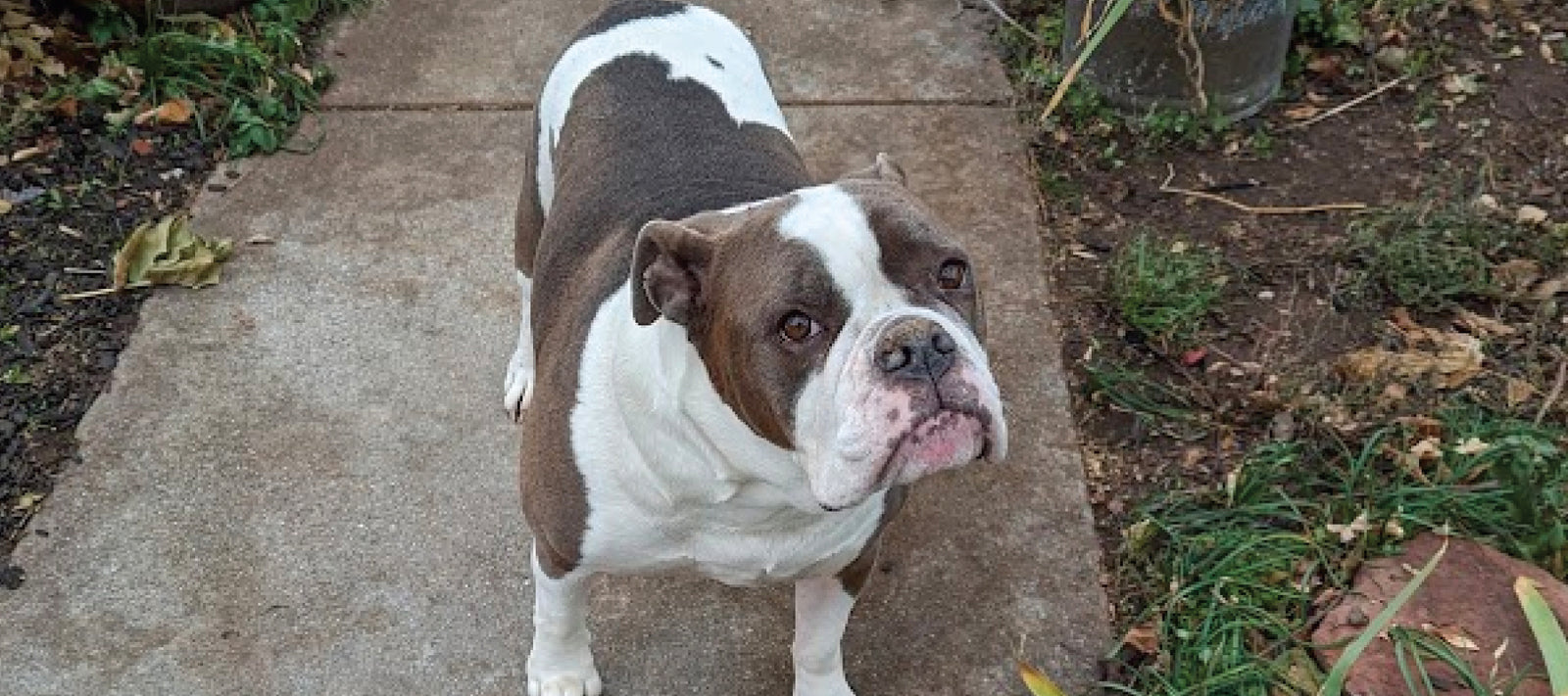 VetCS new nose and toes product