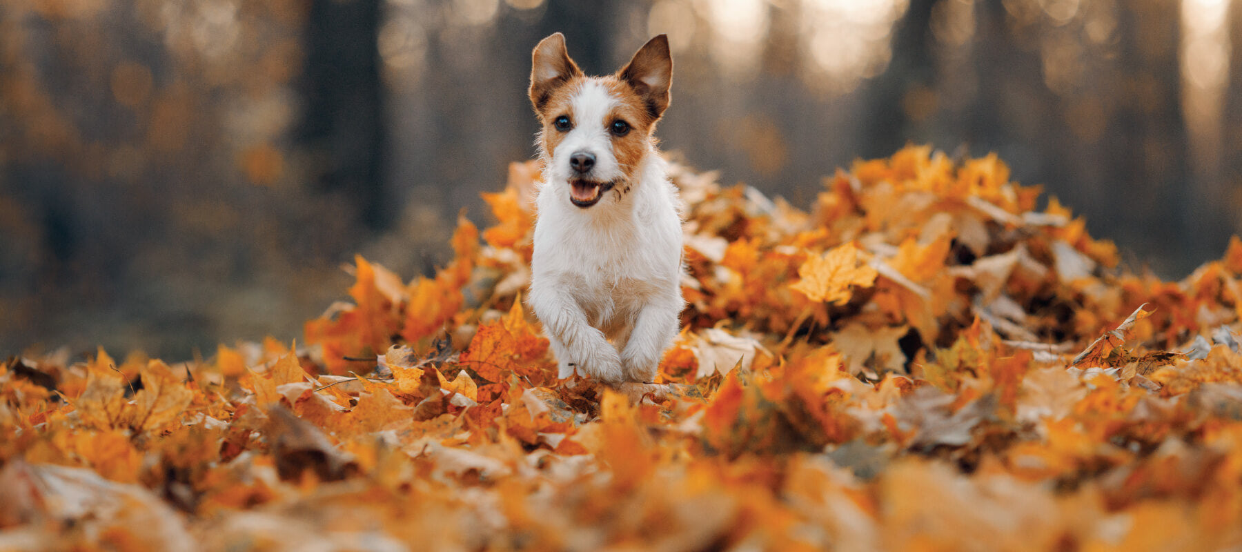 Dog running in fall leaves