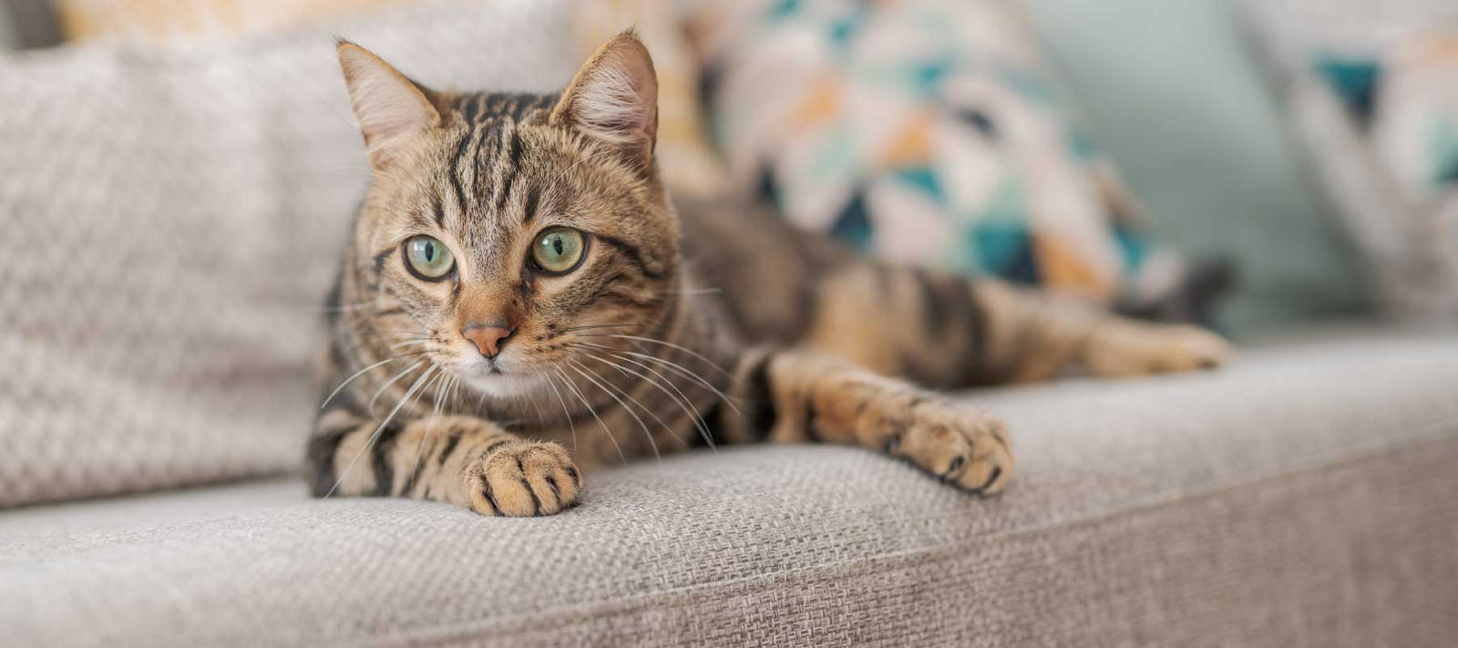 brown and orange cat sitting on a white couch