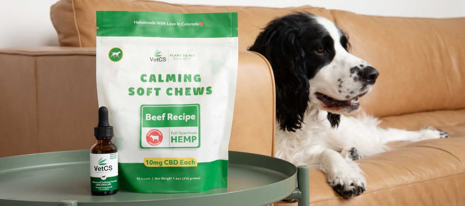 Black and white dog sitting on a couch near a bag of VetCS CBD soft chews