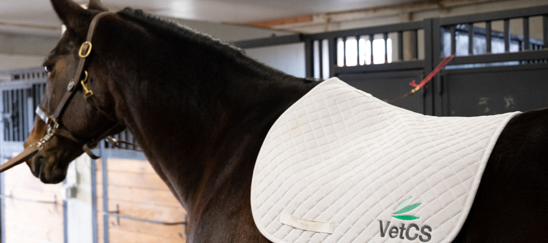 brown horse standing in barn with a VetCS blanket on its back