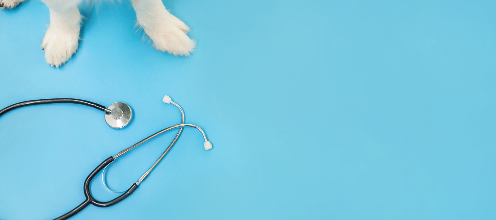 How to talk to your veterinarian about CBD for your pet