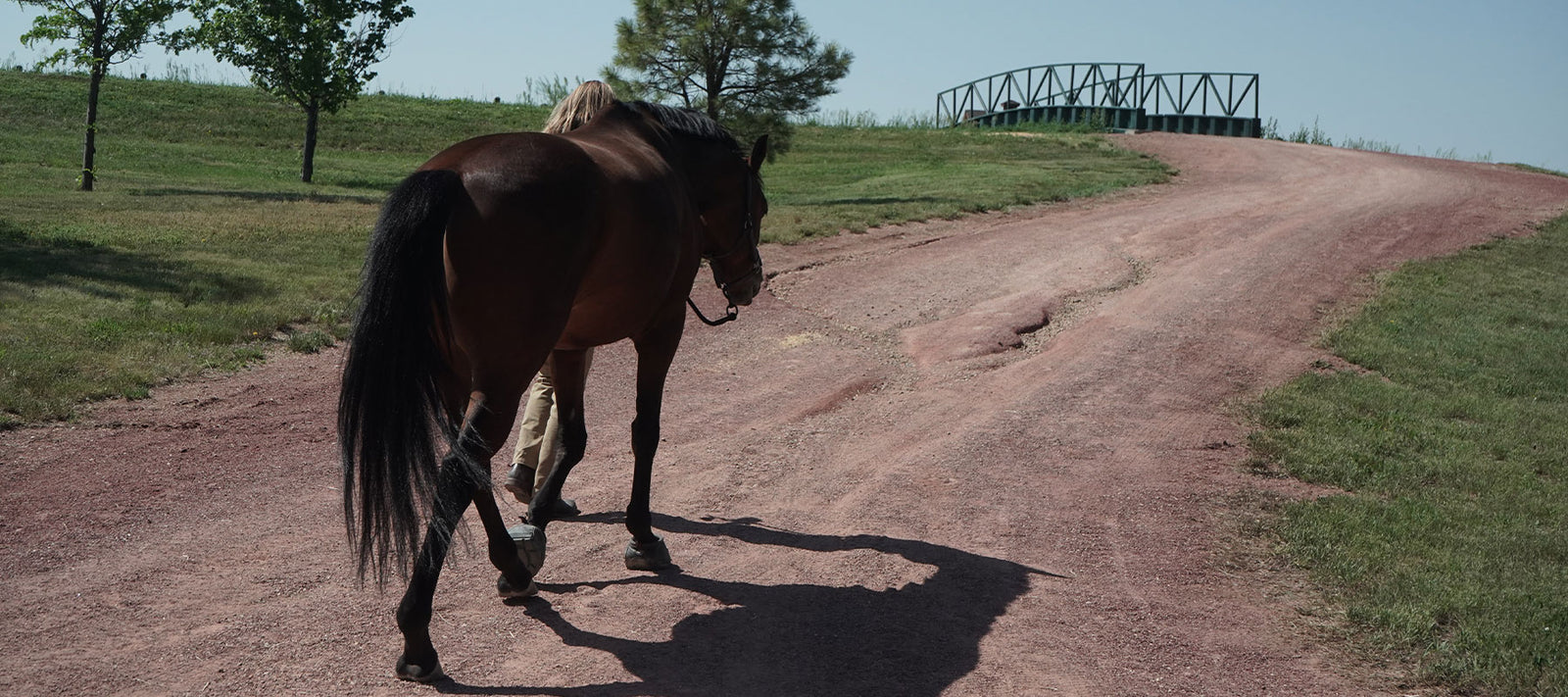 Best Treatments For Laminitis In Horses
