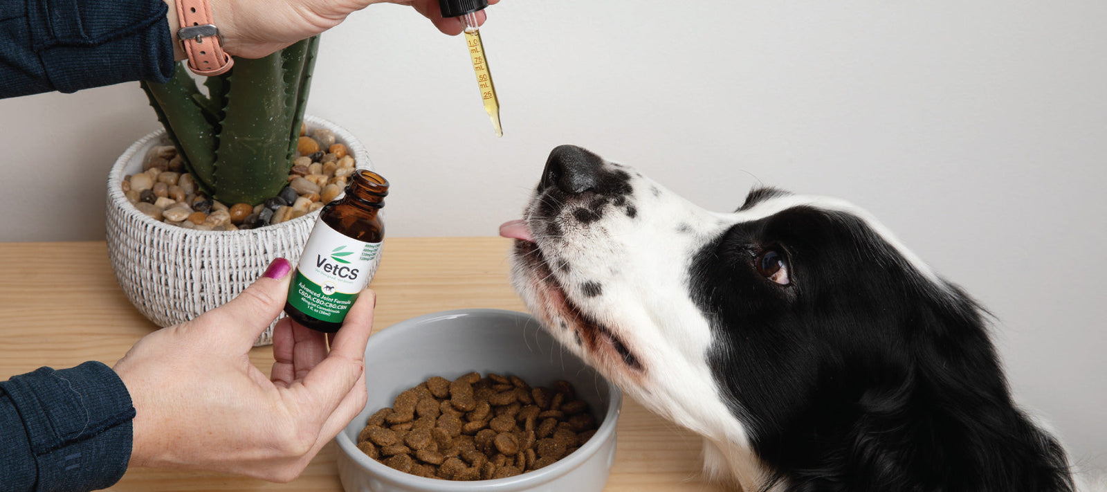 dog liking a vetcs cbd oil for dogs tincture 