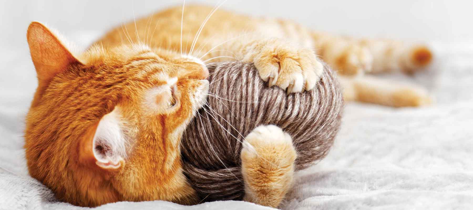 photo of cat with yarn