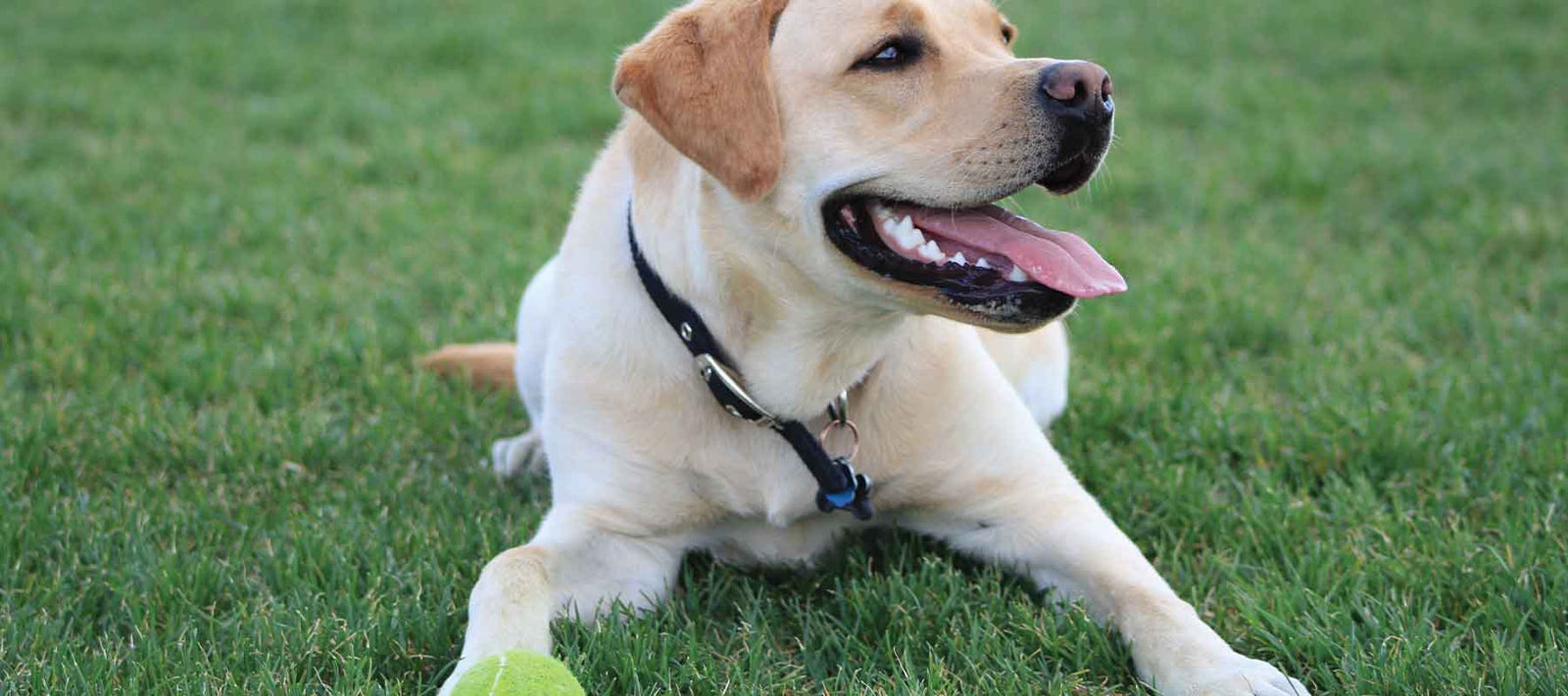 photo of dog with ball 