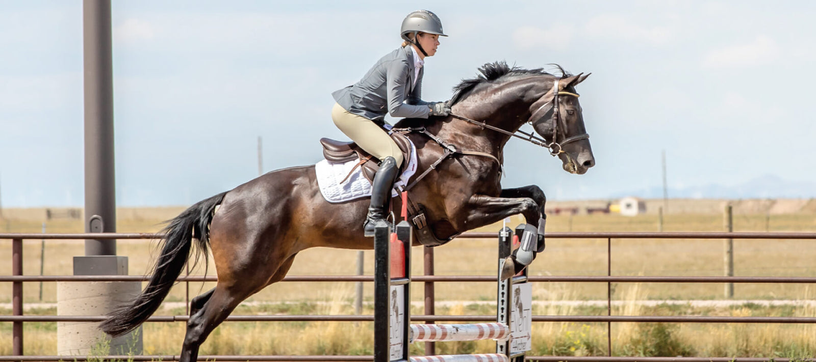 Study by Colorado State University Looks at CBD Safety in Horses