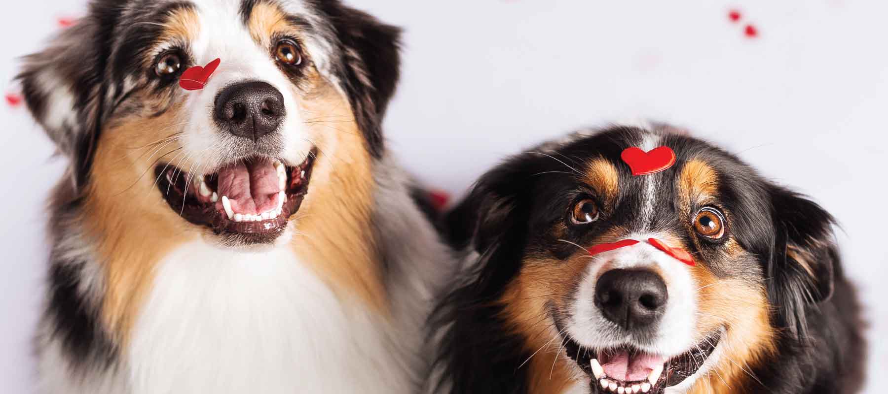 Valentine’s Day Dog-Friendly "Pupcake"