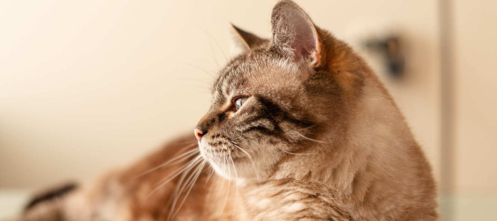 cat sitting on a sofa looking away from camera