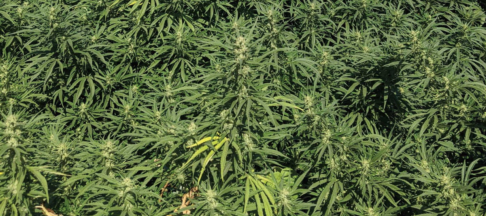 What are Terpenes blog post 