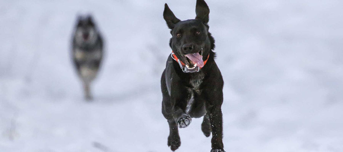 photo of dog running 