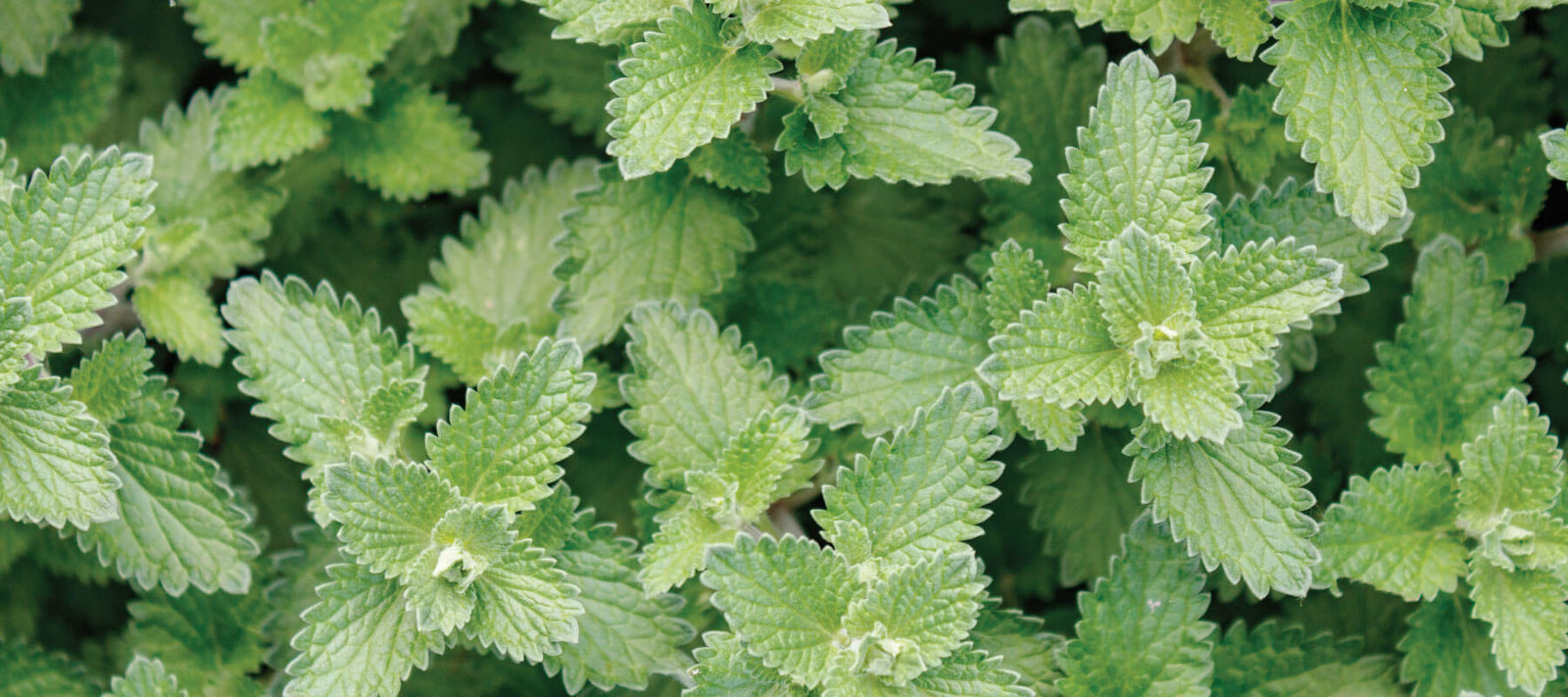 6 Facts About Catnip