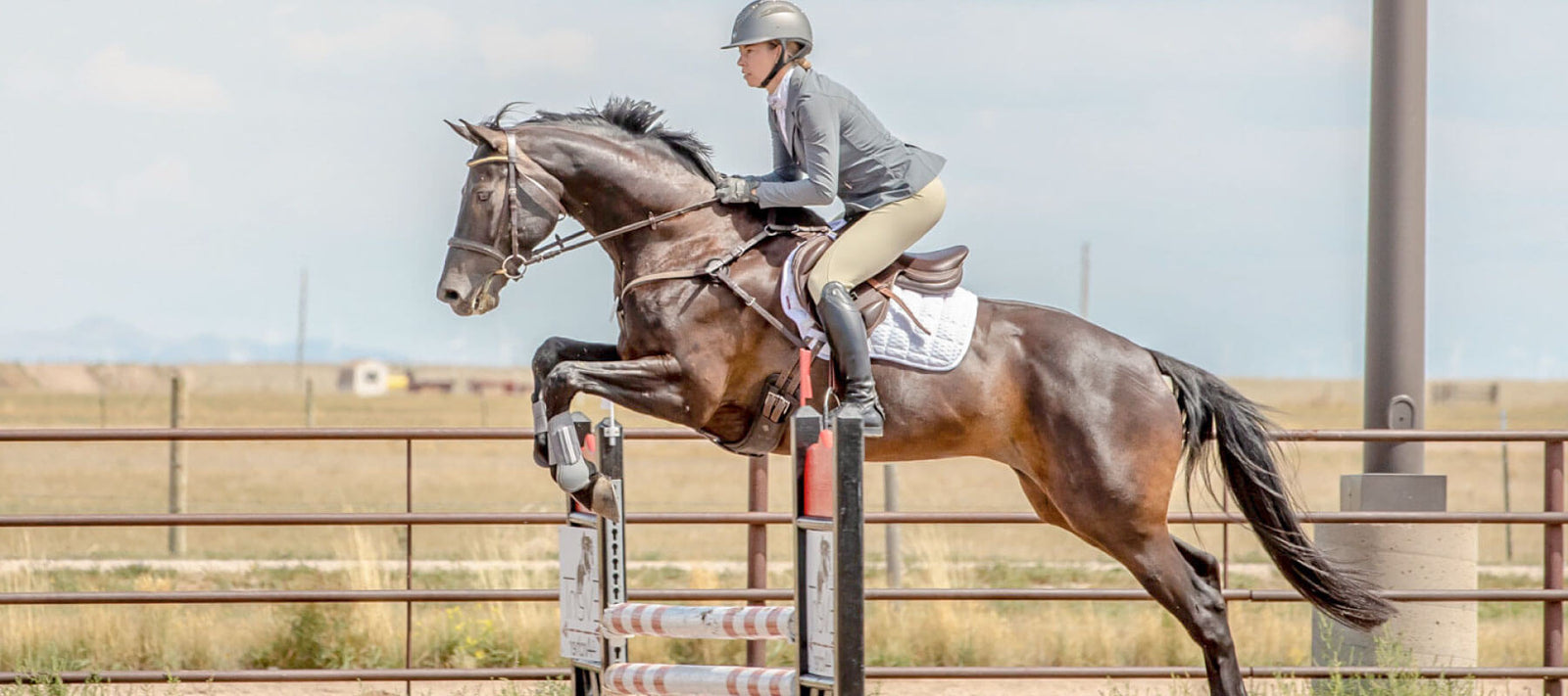 CBD horse pellets, paste, and powders 