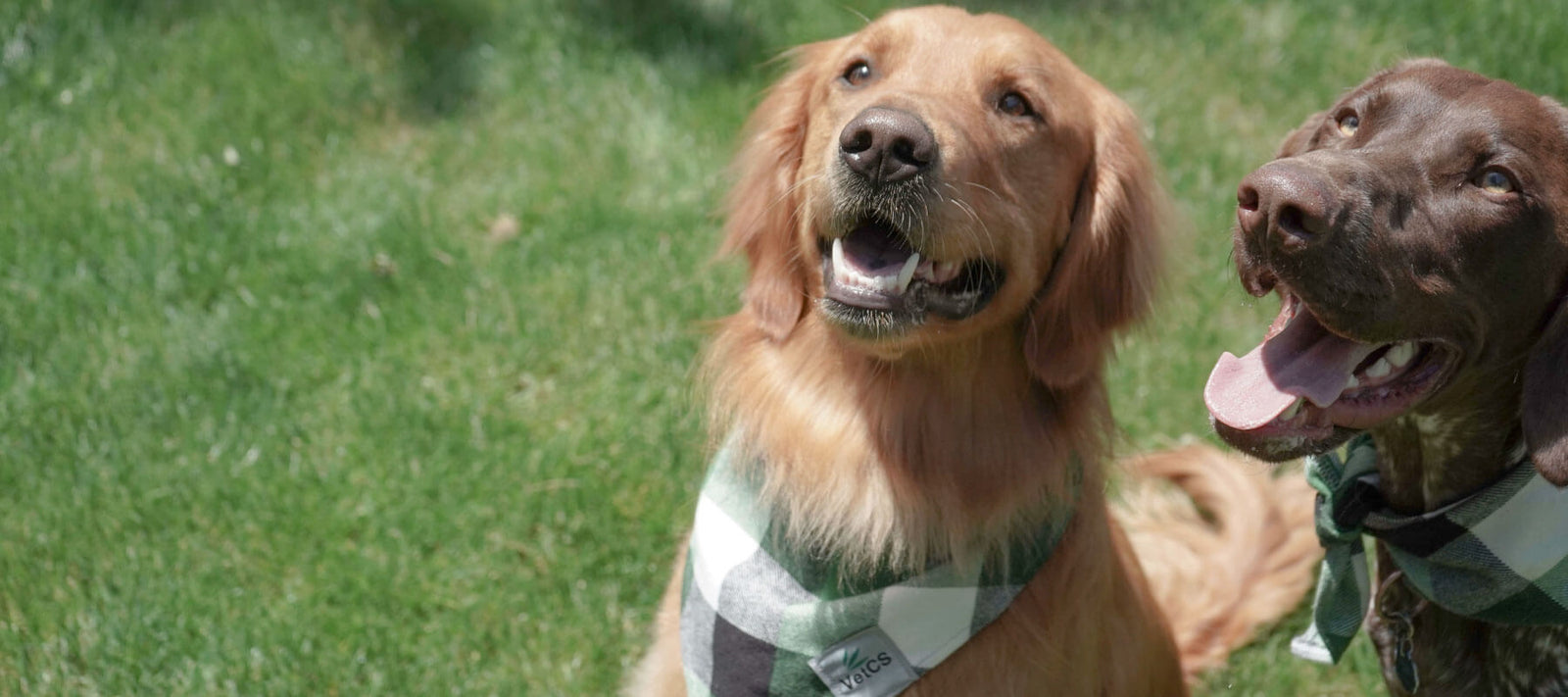 VetCS CBD oil, treats, and chews for dogs