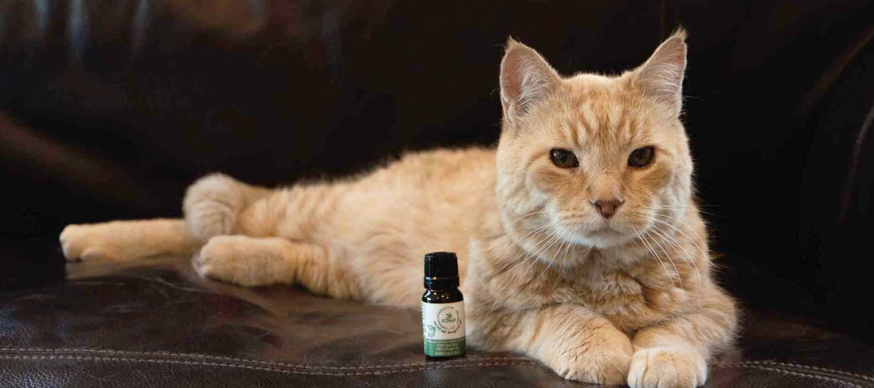 VetCS CBD oil for cats